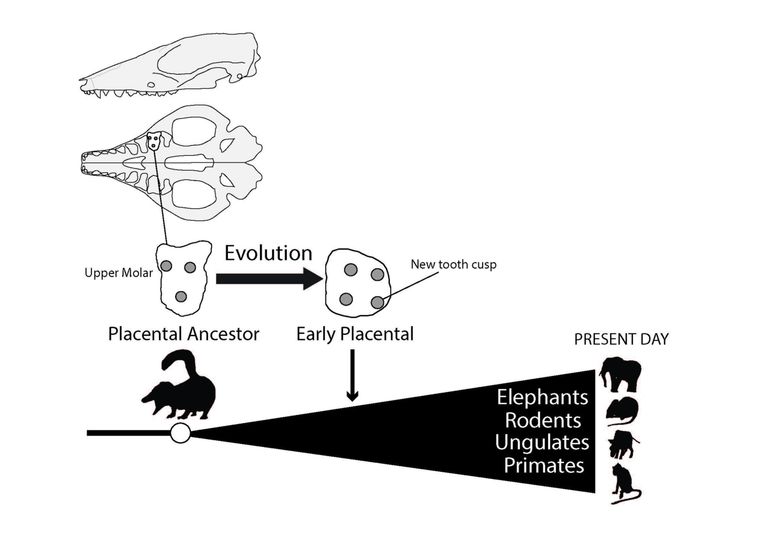 Een kleine verandering in tandvorm kan grote evolutionaire gevolgen hebben