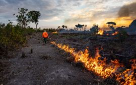 Days Edge Productions, WWF-US Bosbranden in de Amazone