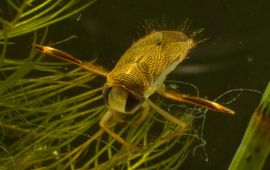 Corixa punctata, Gestippelde duikerwants