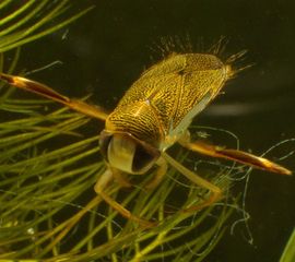 Corixa punctata, Gestippelde duikerwants