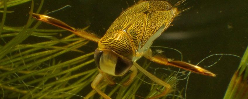 Corixa punctata, Gestippelde duikerwants