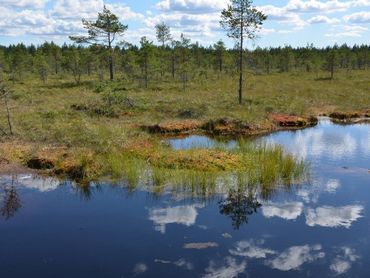 Een hoogveen in Finland waar de stikstofdepositie veel lager is. Er is veel minder vergrassing dan in Nederlandse hoogvenen en de in Nederland uiterst zeldzame venglazenmaker en noordse glazenmaker zijn hier algemeen