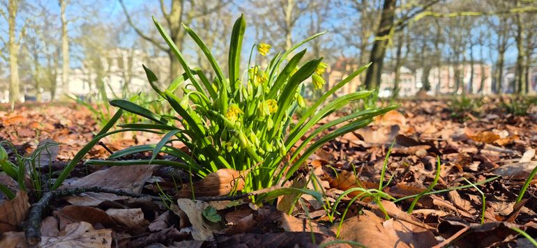 Bosgeelster in Haarlemmerhout