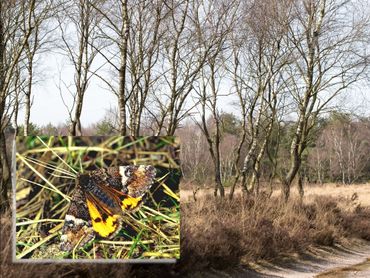 De oranje berkenspanner is een typische soort van heiden met berken