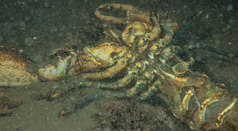 Dode Europese zeekreeft. Oosterschelde bij Strijenham, 24 september 2023