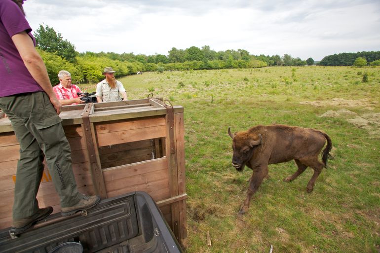 Nieuwe wisentstier op de Veluwe