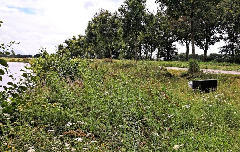 Kist met afvalcontainer eikenprocessierupsnesten in bloemrijke berm