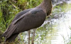 Jonge zwarte ooievaar