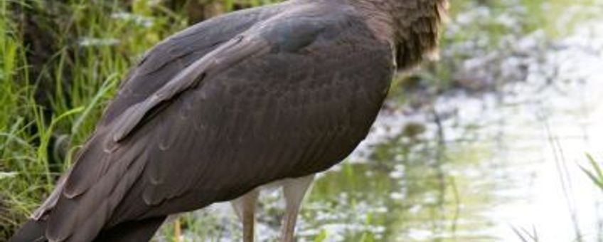 Jonge zwarte ooievaar