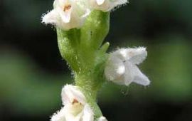 Goodyera repens. Dennenorchis