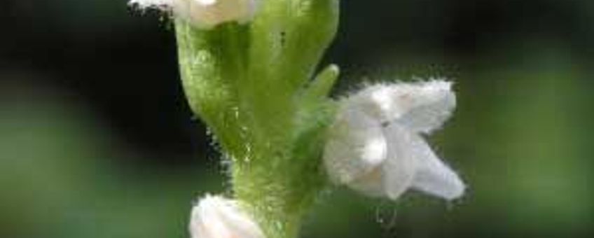 Goodyera repens. Dennenorchis