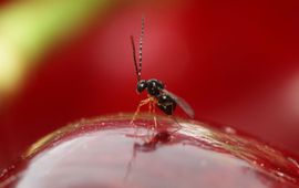 Herman Helsen (WUR) Aziatische sluipwesp Ganaspis kimorum op kers
