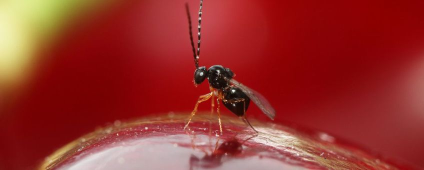 Aziatische sluipwesp Ganaspis kimorum op kers