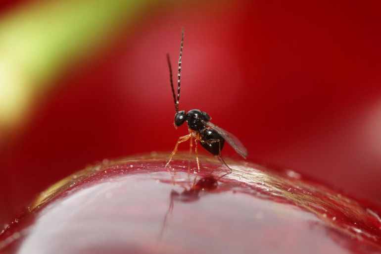 Aziatische sluipwesp Ganaspis kimorum op kers