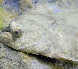 Platichthys flesus, Bot