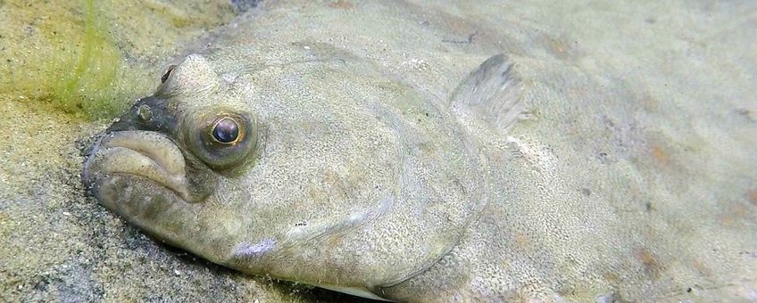 Platichthys flesus, Bot