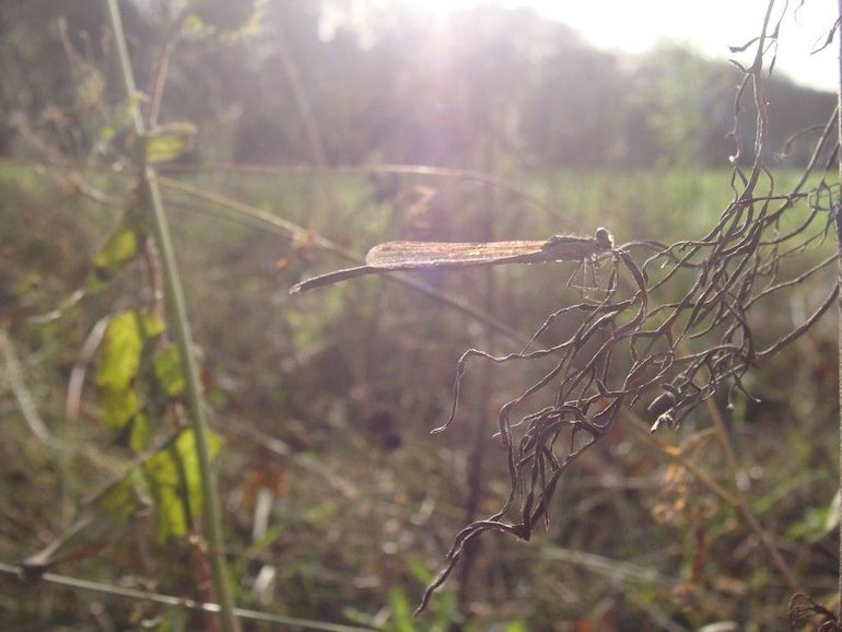 De bruine winterjuffer is goed bestand tegen kou