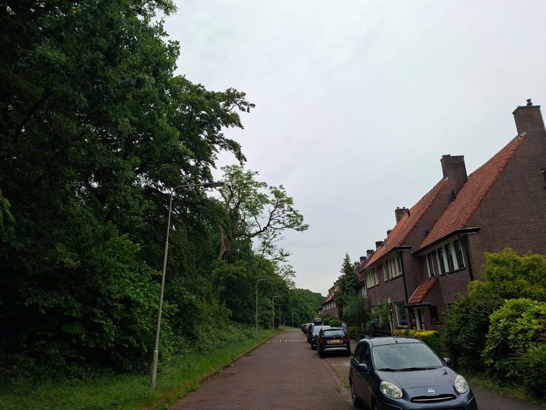 Een straatbos