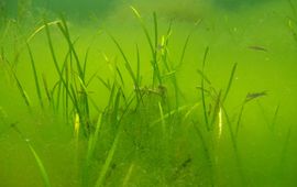 Ephemeral algae in eelgrass