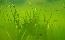 Ephemeral algae in eelgrass