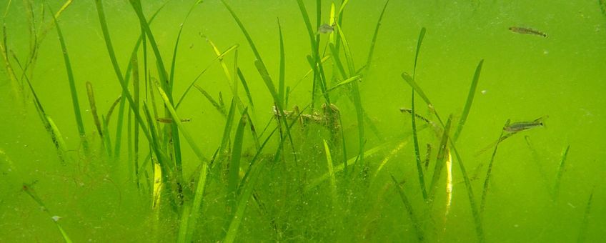 Ephemeral algae in eelgrass