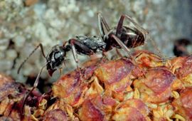 Zwartbruine wegmier, lasius niger, mier