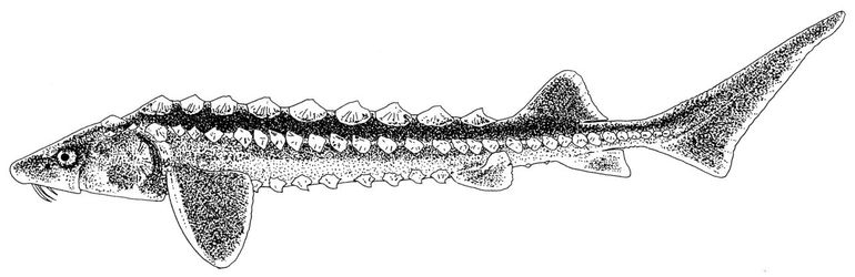 Diamant- of Russische steur (Acipenser gueldenstaedtii)