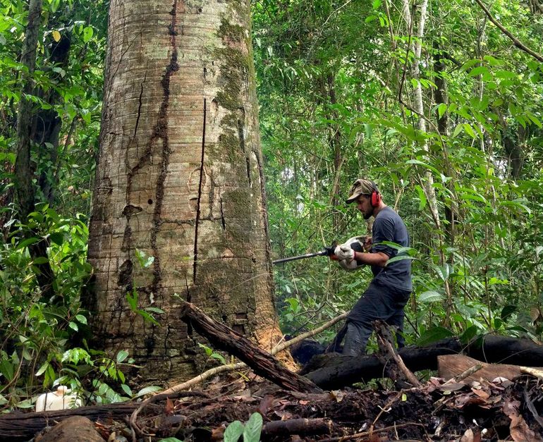 Taking tree ring samples of a jatoba tree in the Amazon rainforest