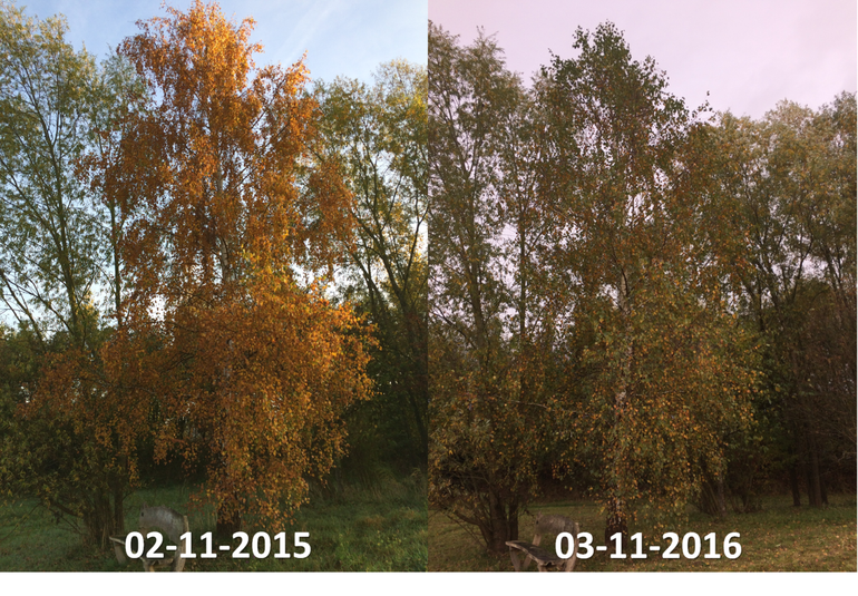 Verschil in bladverkleuring van een berk in de Lumentuin in Wageningen tussen 2 november 2015 en 3 november 2016