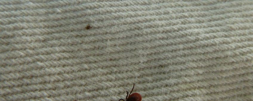 Van klein naar groot: larve, nimf, volwassen mannetje en volwassen vrouwtje kruipen rond op het doek dat voor tekenvangsten gebruikt wordt