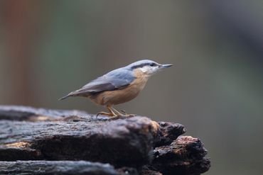 Boomklevers zijn niet alleen te vinden in bomen, ze fourageren ook vaak op de grond