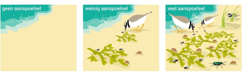 Natuurlijk aanspoelsel geeft niet alleen aan strandvlooien een kans om zich te vestigen en te overleven, maar ook aan allerlei andere kleine strandbewoners, zoals wiervliegen en strandkevers. Deze geven op hun beurt weer andere soorten een kans op overleven, zoals vogels. Hierdoor worden de aantallen individuen binnen populaties en de biodiversiteit vergroot