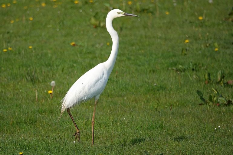 Grote zilverreiger heeft geprofiteerd van natuurherstel