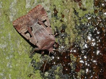 De nunvlinder is te zien tot in april