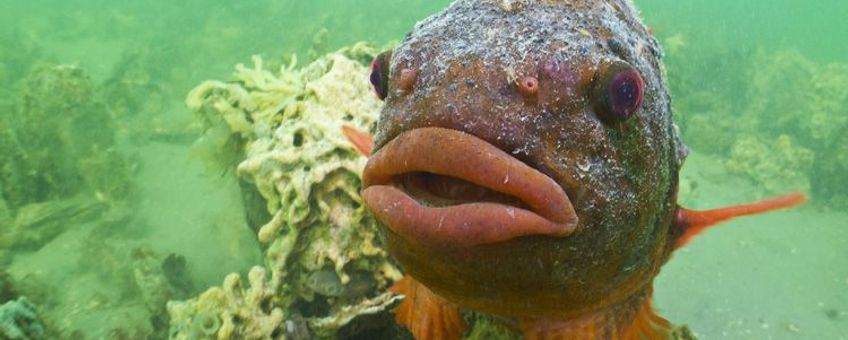 De zwoele lippen van een mannetje Snotolf in paaikleed