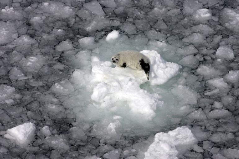 Luchtfoto van een zadelrobbenpup op slecht ijs in Cabot Strait, Canada, 2007