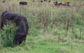 Galloways in de ruige Vechterweerd