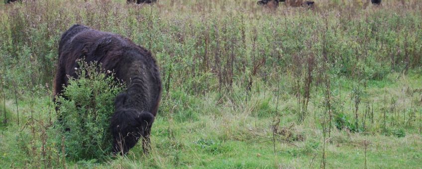 Galloways in de ruige Vechterweerd