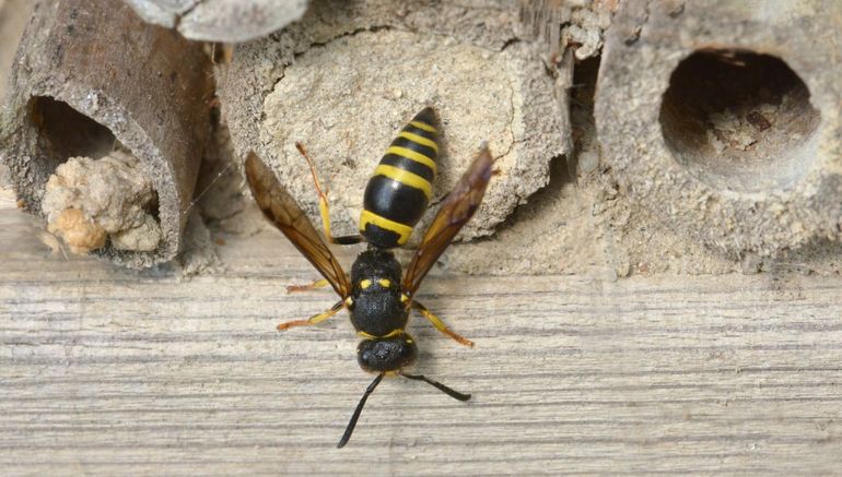 Vroege muurwesp (Ancistrocerus nigricornis) in Leidse Hortus