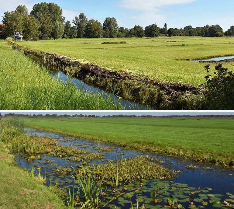 Boven: in een volledig en rigoureus geschoonde sloot kan de vegetatie zich nauwelijks of niet herstellen als er veel rivierkreeften aanwezig zijn. Onder: in gefaseerd geschoonde sloten kan de groei van de planten de vreetlust van de kreeften als het ware bijhouden