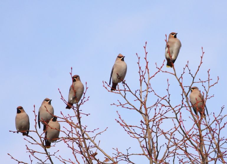 Pestvogels zijn er niet vaak, maar soms ineens met veel