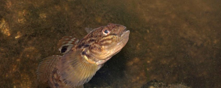 Zwartbekgrondel