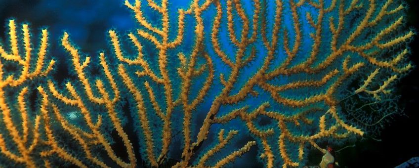 Eunicella cavolini Geel hoornkoraal