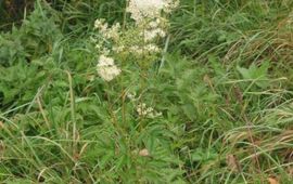 Moerasspirea. Vierkant plaatje. Van Wikipedia gehaald onder GDU licentie.