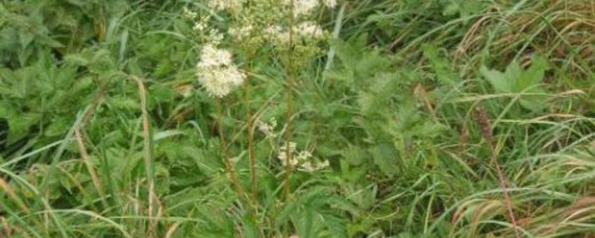 Moerasspirea. Vierkant plaatje. Van Wikipedia gehaald onder GDU licentie.