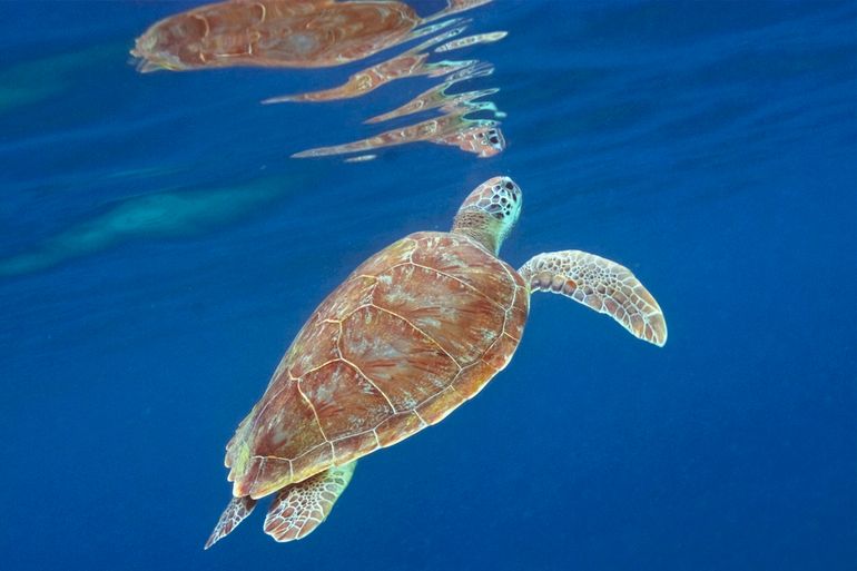 Green sea turtle