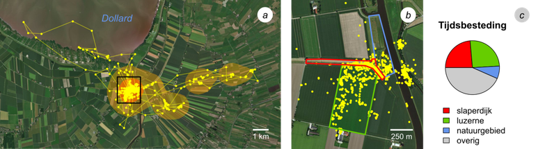 Ruimtegebruik van de gezenderde ruigpootbuizerd in haar winterterritorium van 23 t/m 31 maart 2018. (a) Homerange met 50 procent en 90 procent kernel (lichtoranje en donkeroranje). (b) Kerngebied van de homerange (knipsel gemarkeerd met zwarte rechthoek in (a)); de twee clusters op de rechteroever zijn de slaapplaatsen. (c) Verdeling van de tijdbesteding op de drie meest bezochte percelen en in overige gebieden