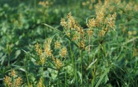 Knolcyperus Saxifraga