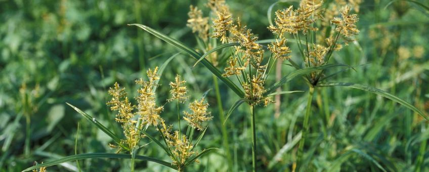 Knolcyperus Saxifraga