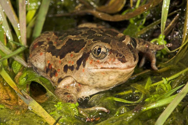 Het ranavirus kan een bedreiging vormen voor kleine populaties van bedreigde soorten die op slechts enkele plaatsen voorkomen, zoals de knoflookpad.